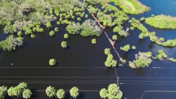 被飓风伊恩包围 佛罗里达州保留区的洪水淹没树木 自然灾害的后果 — 图库视频影像