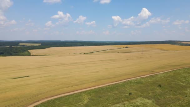 Vzdušná Krajina Pohled Žluté Obdělávané Zemědělské Pole Suchou Slámou Rozřezané — Stock video