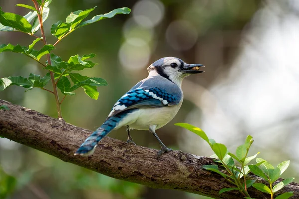 A blue jay bird perched on a tree branch in Florida shrubbery.