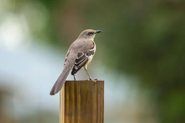 A Northern mockingbird bird perched on a fence pole.