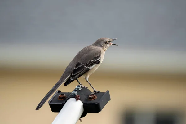 Northern Mockingbird Bird Perched Fence Pole — Fotografie, imagine de stoc