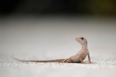 Makro, yaz güneşinde ısınan kertenkeleye yakın çekim. Anolis sagrei, Florida 'da yaşayan küçük bir sürüngen..