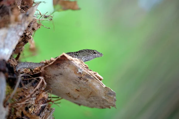 Macro closeup of blown alone lizard warming on summer sun. Anolis sagrei small reptile in native to Florida USA.