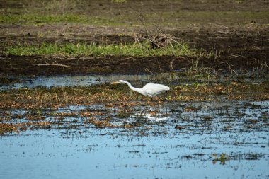 Yazın Florida sulak arazisinde beyaz büyük balıkçıl kuşu avı.
