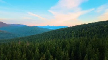 Karanlık dağ tepeleriyle dolu, sonbahar gündoğumunda çam ağaçlarıyla kaplı muhteşem manzara. Şafak vakti güzel vahşi ormanlık.