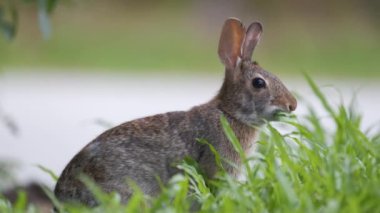 Gri küçük tavşan yaz tarlasında ot yiyor. Vahşi tavşan doğada.