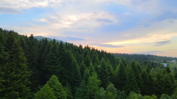 Dağ Tepelerini Kaplayan Koyu Ladin Ağaçlı Yeşil Çam Ormanlarının Havadan — Stok video