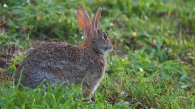 Gri küçük tavşan yaz tarlasında ot yiyor. Vahşi tavşan doğada.