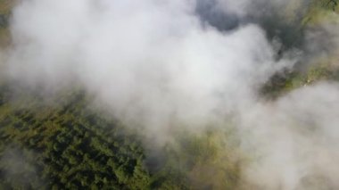 Aerial view from above of morning fog over green wooded landscape. High humidity causing air condensing in mist over land.