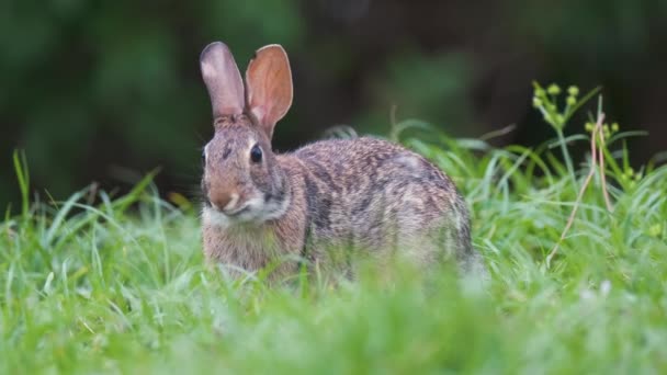 Grey Small Hare Eating Grass Summer Field Wild Rabbit Nature — Stock Video