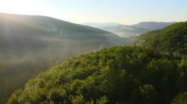 Parlak yaz günbatımında karanlık orman ağaçları üzerinde canlı sisli bir akşam. Alacakaranlıkta vahşi ormanın inanılmaz manzarası.