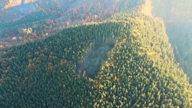 Aerial view of dark mountain hills covered with bare patches as result of cut down forest pine trees. Deforestation process at autumnal sunrise. Beautiful wild woodland at threat.