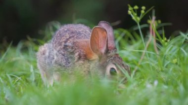 Gri küçük tavşan yaz tarlasında ot yiyor. Vahşi tavşan doğada.