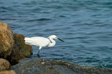 White heron wild sea bird, also known as great or snowy egret hunting on seaside in summer.