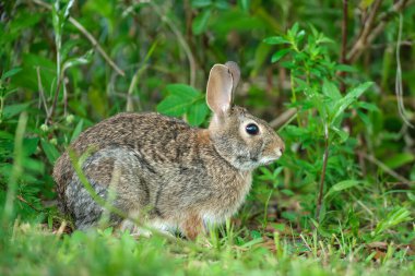 Gri küçük tavşan yaz tarlasında ot yiyor. Vahşi tavşan doğada.