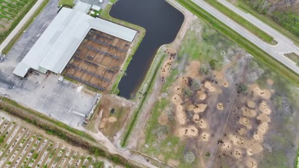 Aerial View Feedyard Meat Cows Feeding Cattle Farm Feedlot — ストック動画