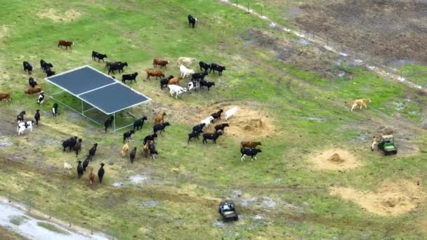 Koeienmannen Rijden Atv Quadbikes Terwijl Het Verzorgen Van Vee Voederplaats — Stockvideo