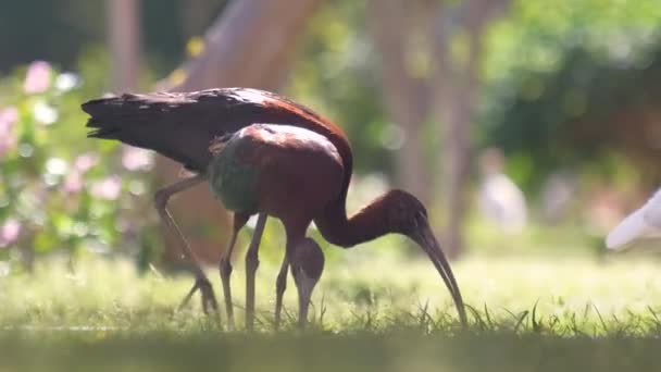 Pássaro Selvagem Ibis Brilhante Também Conhecido Como Plegadis Falcinellus Caminhando — Vídeo de Stock