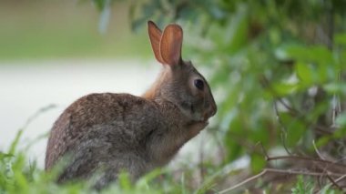 Yaz tarlasında ot yemeden önce küçük gri tavşan kendini temizliyor. Vahşi tavşan doğada.