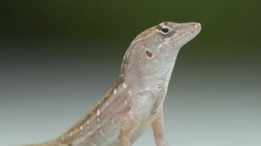 Makro, yaz güneşinde ısınan kertenkeleye yakın çekim. Anolis sagrei, Florida 'da yaşayan küçük bir sürüngen..