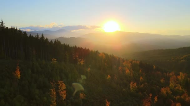 秋の夕日に森の丘を持つウクライナのカルパチア山脈の上からの眺め 秋には夕日の松林が鮮やかにライトアップされます — ストック動画
