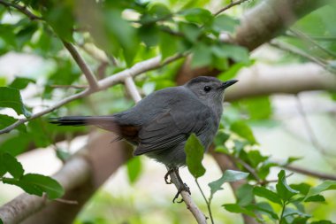 Florida 'da yaz mevsiminde bir ağaç dalına tünemiş bir kuş..