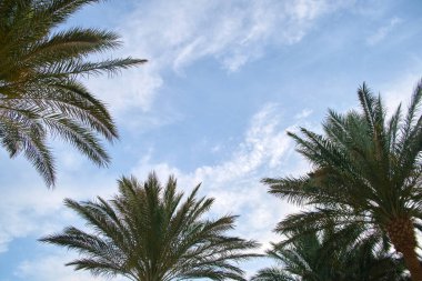 Mavi gökyüzüne karşı tropik sahilde güzel yeşil hindistan cevizi palmiyeleri. Yaz tatili kavramı.