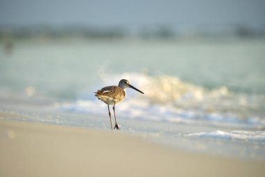 Large-Billed Dowitcher wild sea bird looking for food on seaside in summer.