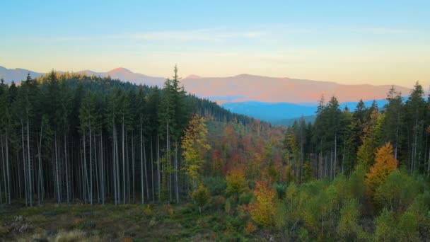 秋天日落时分 空中俯瞰着一片漆黑的森林 森林树木被砍倒 面临人类毁灭危险的野生林地的美丽风景 — 图库视频影像