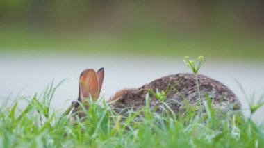 Gri küçük tavşan yaz tarlasında ot yiyor. Vahşi tavşan doğada.