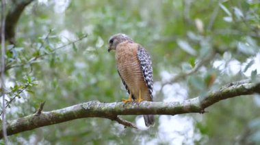 The red-shouldered hawk bird perching on tree branch looking for prey to hunt in dense woods.
