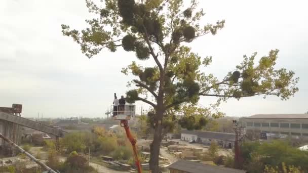 两名维修工人从高架起重吊车平台上用链锯砍倒了大树枝 森林砍伐和园艺概念 — 图库视频影像