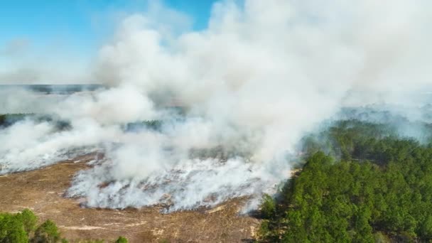 Letecký Pohled Bílý Kouř Lesních Požárů Stoupající Znečišťující Atmosféru Koncept — Stock video