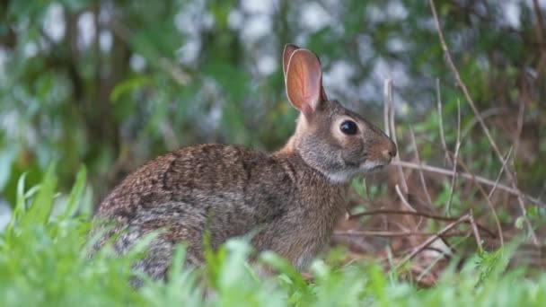 Grey Small Hare Eating Grass Summer Field Wild Rabbit Nature — Stock Video