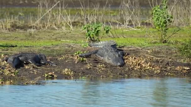 Amerikaanse Alligators Genieten Van Hitte Van Zon Aan Oever Van — Stockvideo