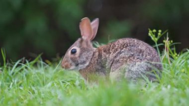 Gri küçük tavşan yaz tarlasında ot yiyor. Vahşi tavşan doğada.