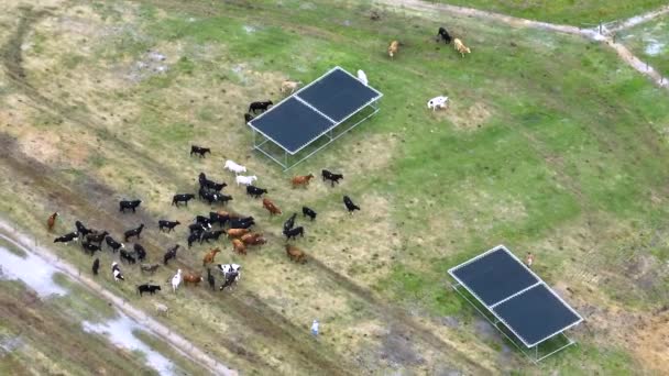 Herders Mannen Rennen Achter Koeien Aan Terwijl Voor Vee Zorgen — Stockvideo