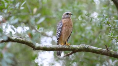 The red-shouldered hawk bird perching on tree branch looking for prey to hunt in dense woods.