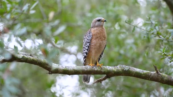 Red Shouldered Hawk Bird Perching Tree Branch Looking Prey Hunt — Wideo stockowe