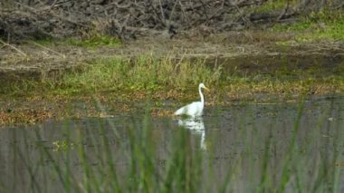Yazın Florida sulak arazisinde beyaz büyük balıkçıl kuşu avı.