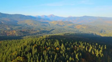 Ukrayna 'daki Karpat Dağları' nın ağaçlı tepelerinde sonbahar mevsiminde batan güneşle aydınlanan yemyeşil orman ağaçları. Günbatımında sonbahar doğasının güzelliği.