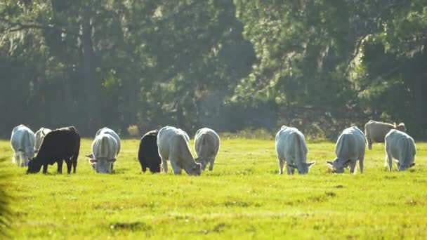 Молочні Корови Пасуться Зеленій Фермі Літній День Годування Худоби Сільськогосподарських — стокове відео