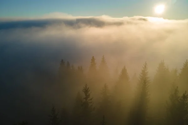 Vista Aérea Manhã Nebulosa Brilhante Sobre Árvores Escuras Floresta Montanha — Fotografia de Stock