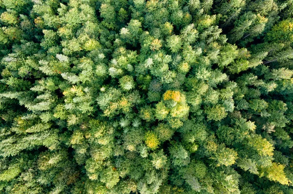Vista Aérea Del Bosque Pinos Verdes Con Abetos Oscuros Paisajes — Foto de Stock