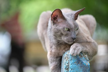 Büyük gri kızgın Sfenks yazın açık havada dinlenen başıboş bir kedi doğuruyor..