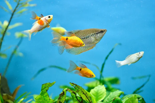 Bunte Exotische Fische Schwimmen Tiefblauen Aquarium Mit Grünen Tropischen Pflanzen — Stockfoto