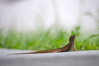 Makro, yaz güneşinde ısınan kertenkeleye yakın çekim. Anolis sagrei, Florida 'da yaşayan küçük bir sürüngen..