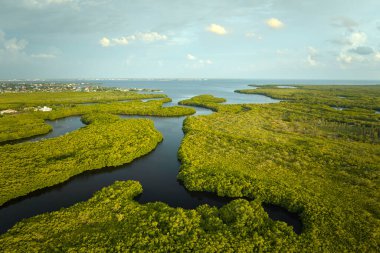 Overhead view of Everglades swamp with green vegetation between water inlets. Natural habitat of many tropical species in Florida wetlands. clipart