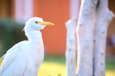 Beyaz sığır balıkçıl kuşu, ayrıca yazın yeşil çimlerde yürüyen Bubulcus Ibis olarak da bilinir..