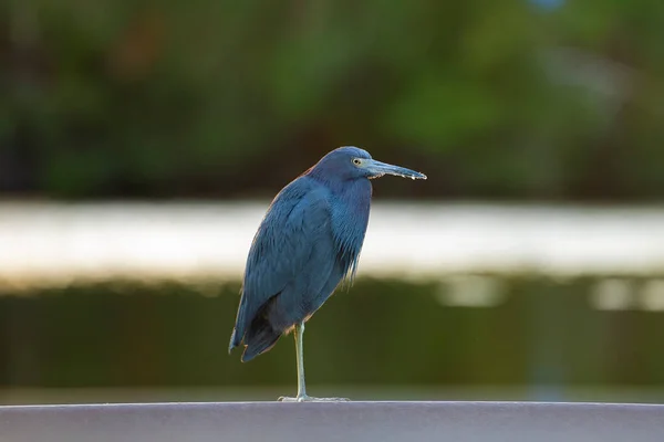 Little Blue Heron Bird Perching Lake Water Florida Wetland — Foto de Stock